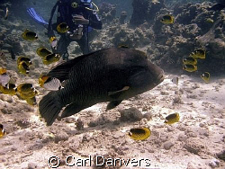 ARE YOU LOOKING AT ME? by Carl Danvers 